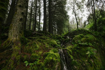 Green and foggy mountains forest in Norway