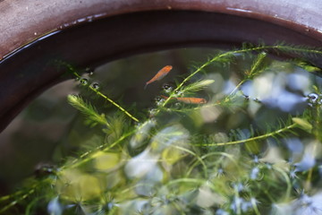水草と金魚