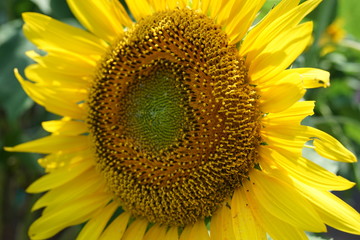 満開のひまわり