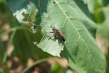 葉っぱについた虫