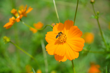 Japanese honey bee with orange flower