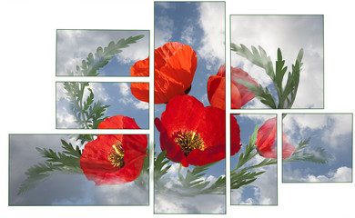  Poppies on a sky background in a modular design