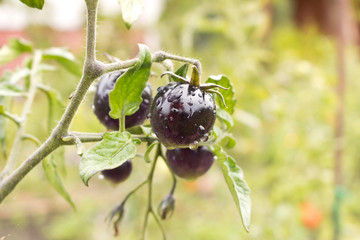 Black tomatoes in the morning dew. Branch with black tomatoes in the garden. Close up.