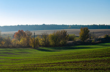 Fototapeta premium Agriculture field landscape