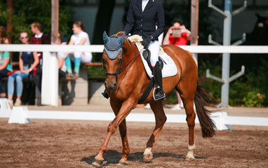 Horse (dressage horse) with rider on a horse show during a dressage competition..