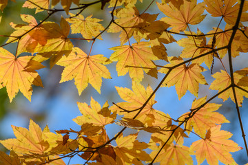裏妙義の森の紅葉