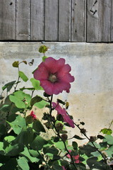 Symboles de la c&ocirc;te Atlantique.