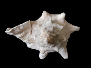 Rapana mollusk shell macro close up half top front view isolated on black