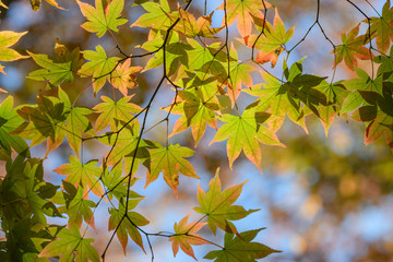 オオモミジの紅葉