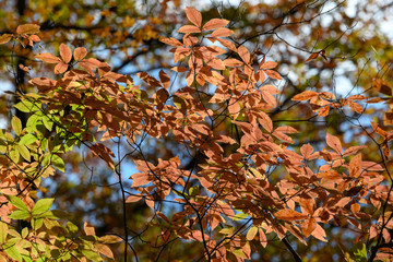 メグスリノキの紅葉