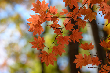 裏妙義の森の紅葉