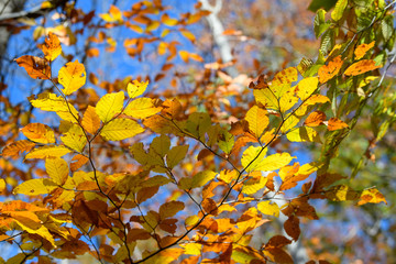 裏妙義の森の紅葉