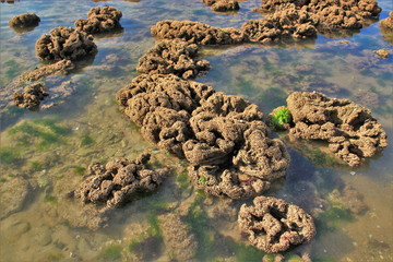 Au bord de  l'Océan.