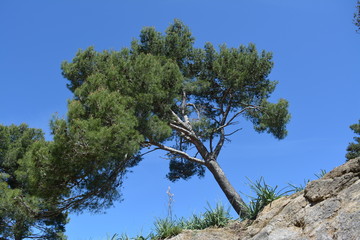 Cypress grows crooked on rocks