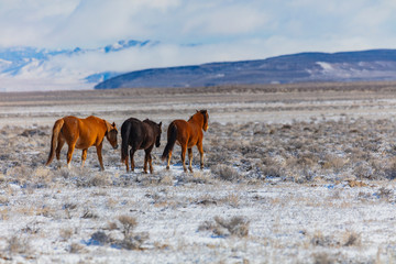 Wild Horses, Pregnant Mares