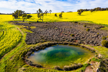 Watering hole between canola fields in Toodyay, Western Australia
