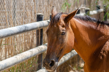 Chestnut or brown beautiful horse head