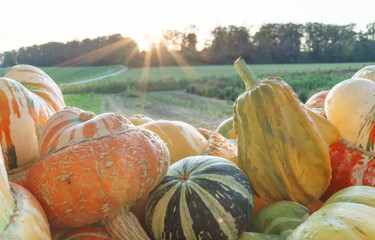 Bunte Kürbisse im Herbst