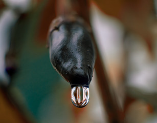 Red Hot Chili Peppers in harvested condition
