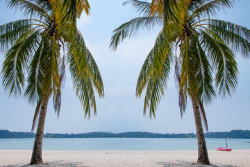 Coconut palm tree with kayak on the beach.