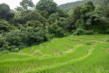 Green rice field  in Mae Chaem District, Chiang Mai Province, Thailand.