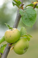 Fototapeta premium Green and red apples ripening on tree