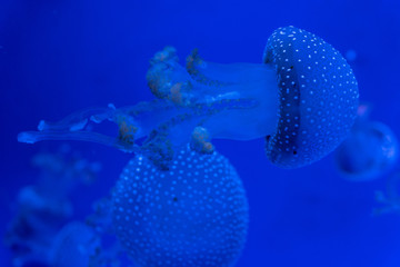 aquarium of jellyfish, fish, seaweed