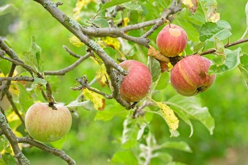 Green and red apples ripening on tree