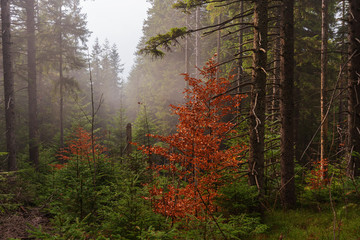 A beautiful autumn dawn in the Ukrainian Carpathian Mountains, with fogs in the valleys and forests, and yellow-red trees.