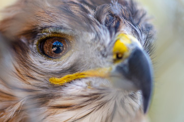 Close up photo of common buzzard