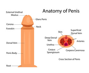 Medical anatomy of penis vector ilustration for medical purposes