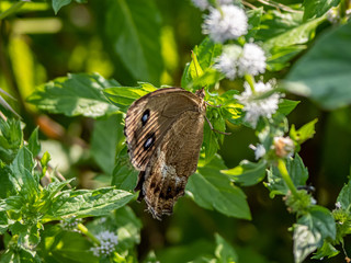 Japanese dryad butterfly minois dryas on a leaf