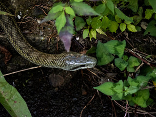 Japanese rat snake Elaphe climacophora beside a small river 6