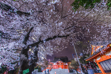 満開の夜桜と花園神社