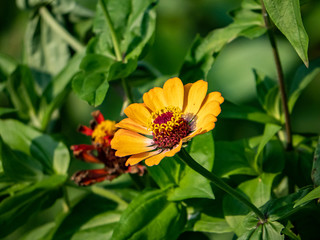 golden marigold in a Japanese garden