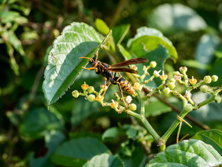 polistes rothneyi paper wasp on bushkiller flowers 6