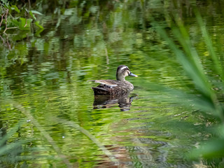 eastern spot-billed duck in Izumi River