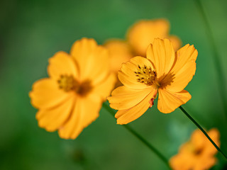 orange Cosmos sulphureus flowers in a Japanese park
