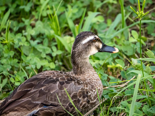 Eastern spot-billed duck on Izumi river bank 1