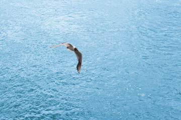 seagull flying over blue water