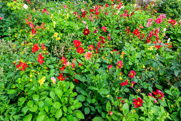 Colorful dahlia flowers on a flower bed