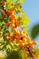 Ripe Apricot on a branch in the garden