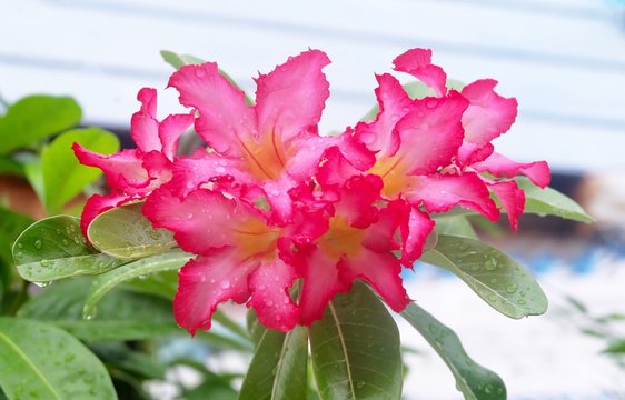 Pink Adenium Obesum or Desert Rose with Dew Drop