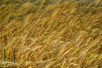 Golden barley Field