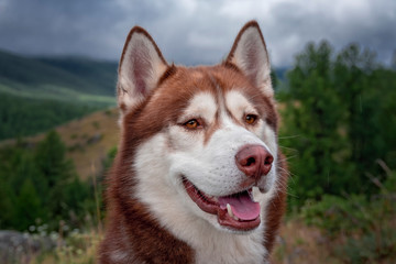 Dog breed Siberian husky. Portrait of a beautiful smiling husky dog on a background of coniferous forest in the mountains