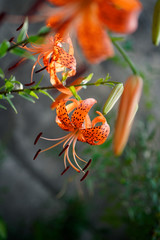 orange lily flowers is bloom