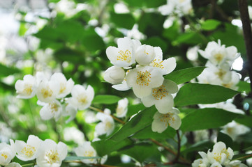 white flower jasmine