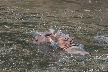 Hippopotamus fighting, Masai Mara National Park, Kenya.