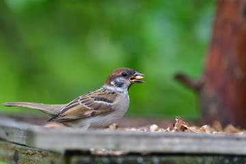 Bird tree sparrow eating sunflower grain  and seeds on fodder rack in summer 