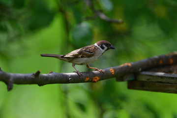 Bird tree sparrow eating sunflower grain  and seeds on fodder rack in summer 